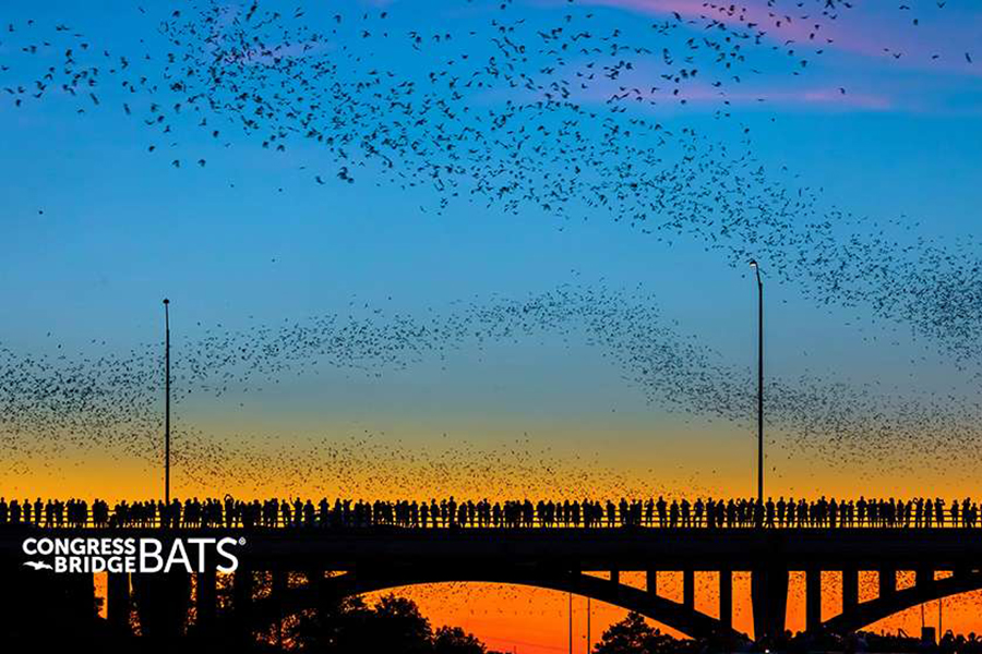 Congress Avenue Bridge Bats